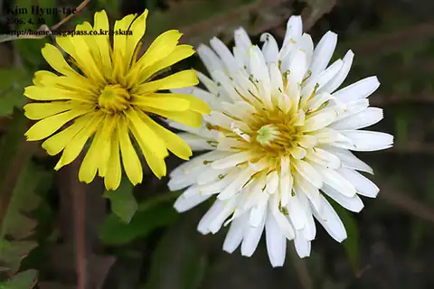 Foto dokumenter Taraxacum coreanum