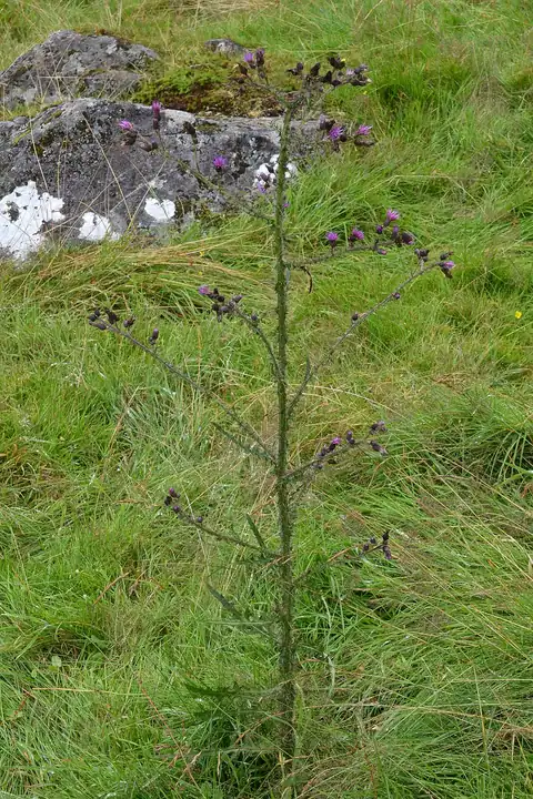 Foto dokumenter Cirsium palustre