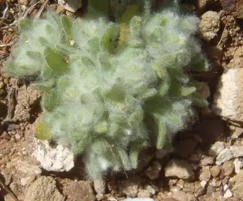 Foto dokumenter Lasiopogon muscoides