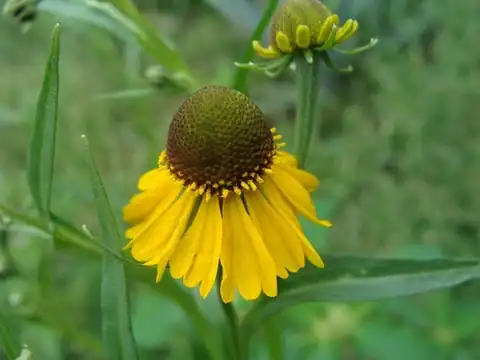 Foto dokumenter Helenium mexicanum