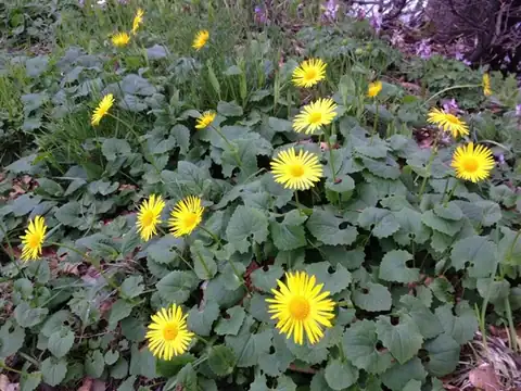 Foto dokumenter Doronicum columnae