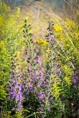 Foto dokumenter Liatris scariosa