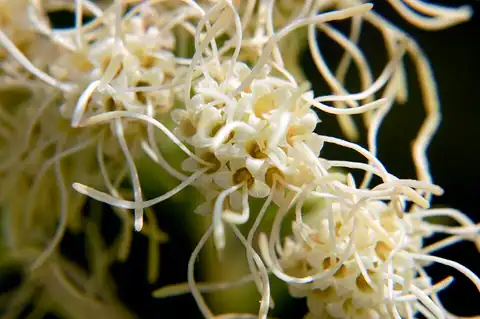 Brickellia eupatorioides, dicatat sumber sebagai Brickellia eupatorioides var. corymbulosa.
