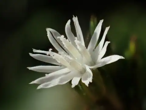 Foto dokumenter Pseudelephantopus spicatus