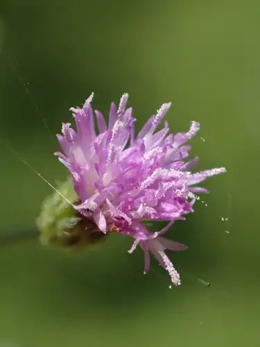 Foto dokumenter Cyanthillium cinereum
