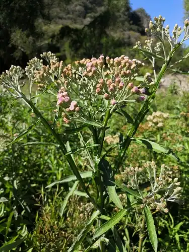 Foto dokumenter Pluchea salicifolia