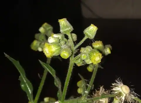 Foto dokumenter Blumea sinuata