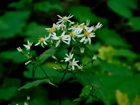 Foto dokumenter Eurybia divaricata