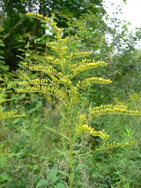 Foto dokumenter Solidago canadensis