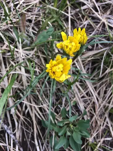Foto dokumenter Nothocalais alpestris