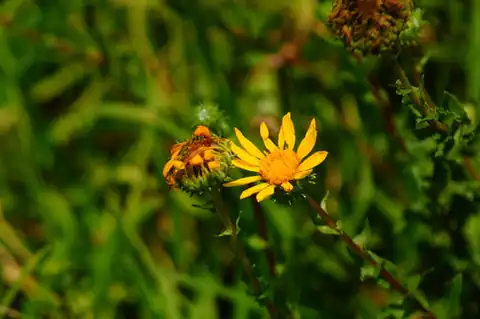 Foto dokumenter Grindelia inuloides