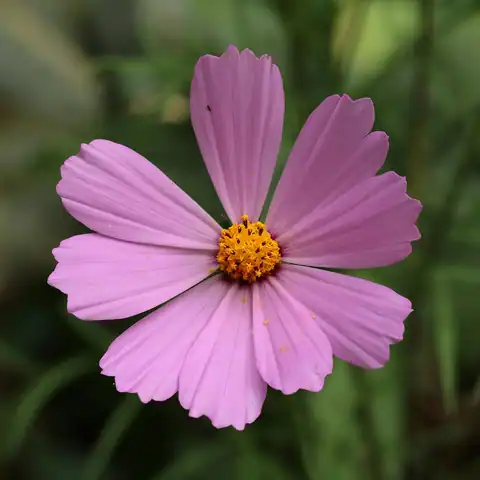 Foto dokumenter Cosmos bipinnatus