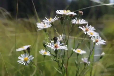 Foto dokumenter Symphyotrichum boreale