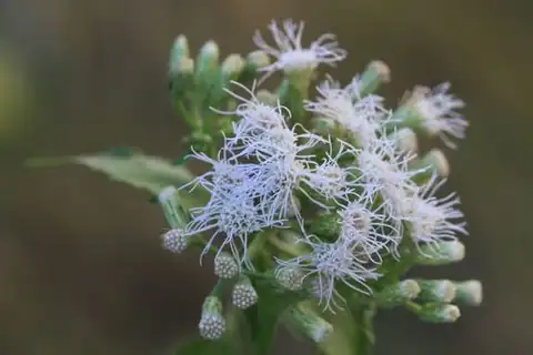 Foto dokumenter Chromolaena odorata