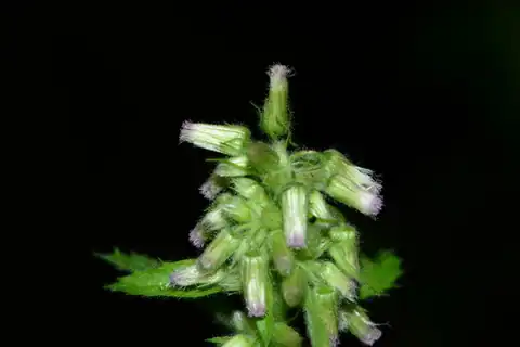Foto dokumenter Blumea axillaris