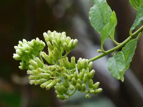 Foto dokumenter Microglossa pyrifolia