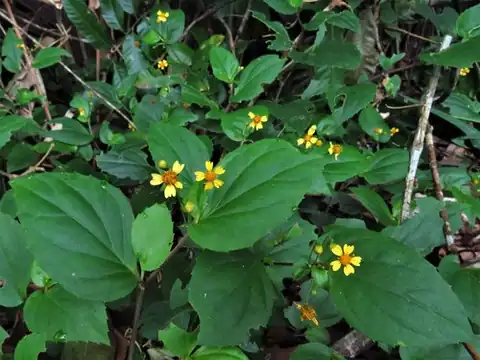 Foto dokumenter Goldmanella sarmentosa