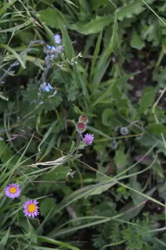Foto dokumenter Erigeron caucasicus