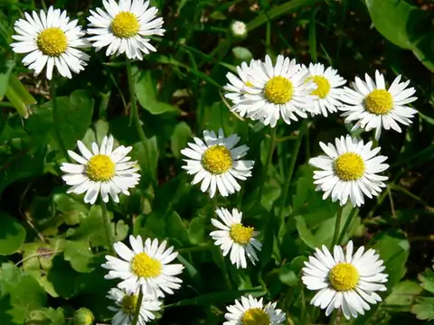 Foto dokumenter Bellis perennis