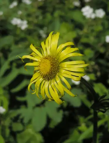 Foto dokumenter Doronicum turkestanicum