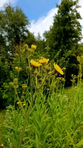Foto dokumenter Sonchus palustris