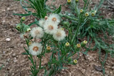 Foto dokumenter Erigeron bonariensis