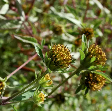 Foto dokumenter Bidens frondosa