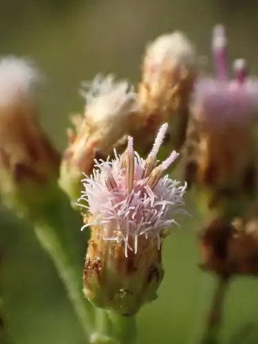 Foto dokumenter Pluchea indica