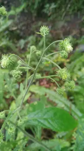 Foto dokumenter Blumea aromatica