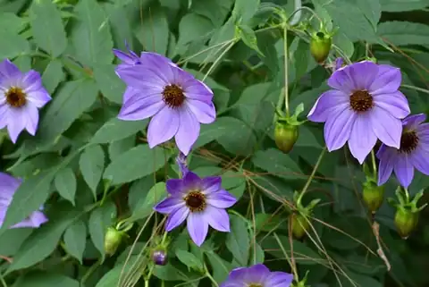 Foto dokumenter Dahlia imperialis