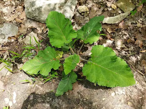 Foto dokumenter Arctium minus