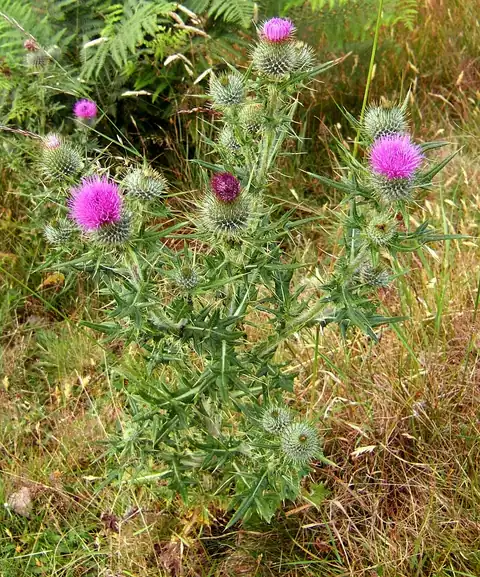 Foto dokumenter Cirsium vulgare