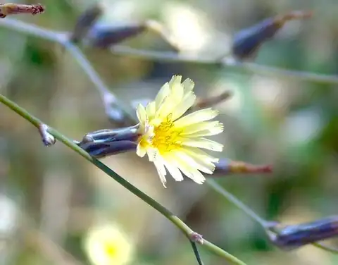 Foto dokumenter Launaea intybacea