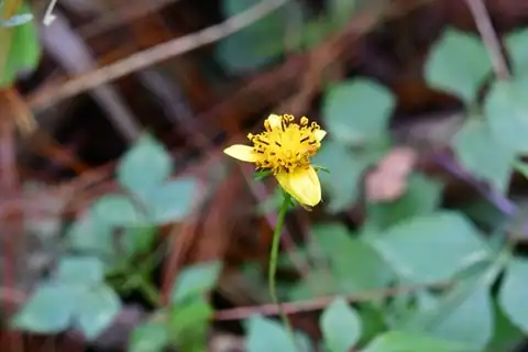 Foto dokumenter Bidens chiapensis