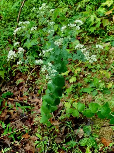 Foto dokumenter Eupatorium rotundifolium