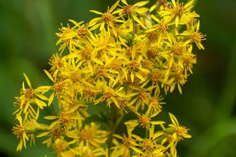Foto dokumenter Solidago virgaurea