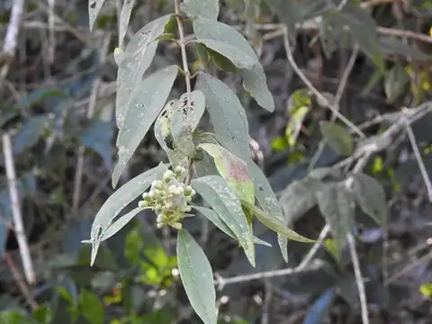 Foto dokumenter Otopappus brevipes