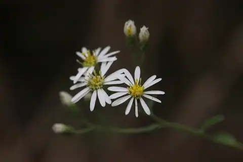 Foto dokumenter Aster ageratoides
