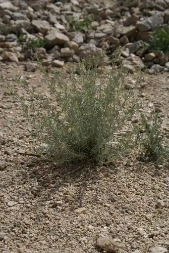 Foto dokumenter Ajania fruticulosa