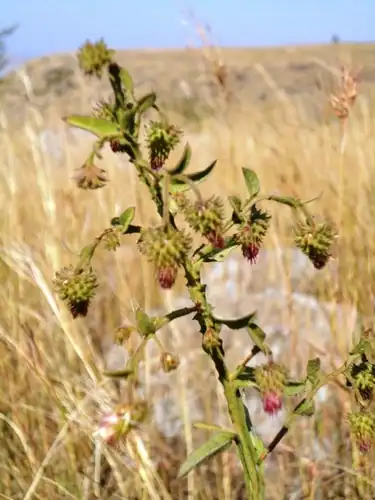 Foto dokumenter Laggera crispata
