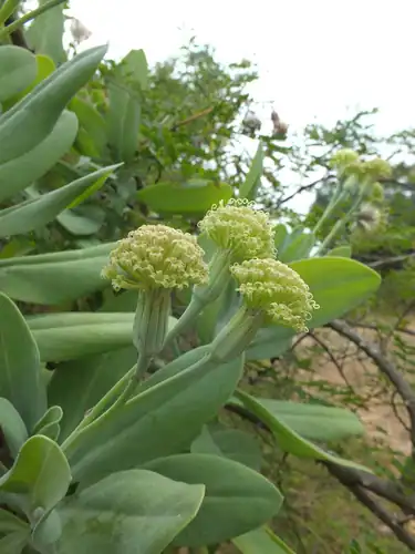 Foto dokumenter Kleinia grandiflora