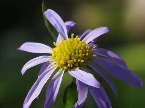 Foto dokumenter Aster indicus