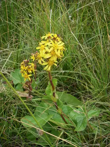 Foto dokumenter Ligularia sibirica