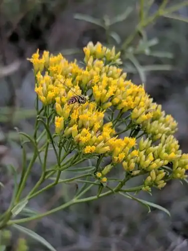 Foto dokumenter Gymnosperma glutinosum