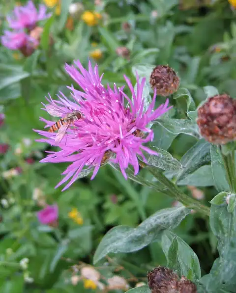 Foto dokumenter Centaurea jacea