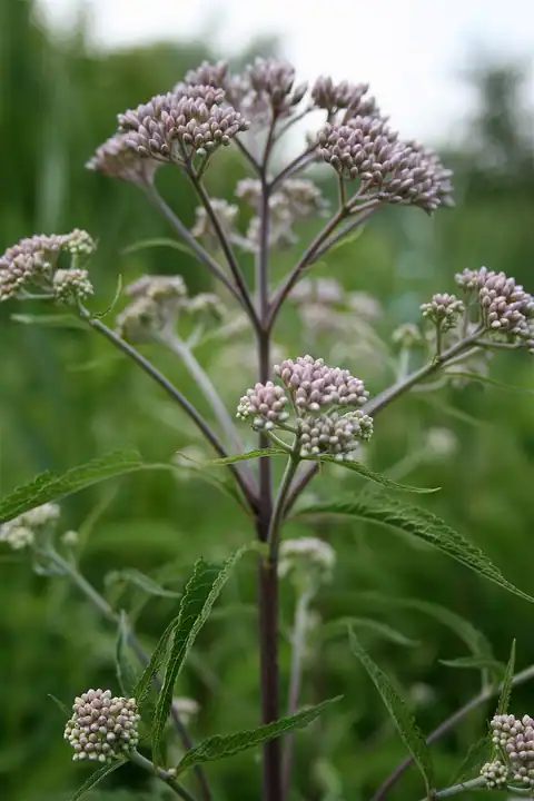 Foto dokumenter Eutrochium maculatum