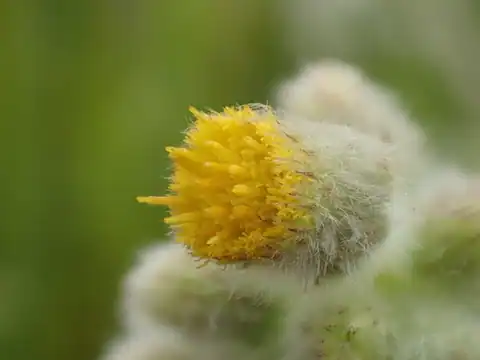 Foto dokumenter Blumea lacera