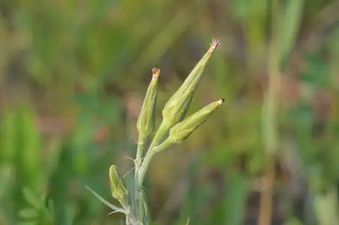 Foto dokumenter Scorzonera albicaulis