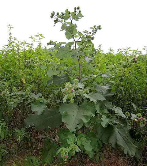 Foto dokumenter Arctium lappa