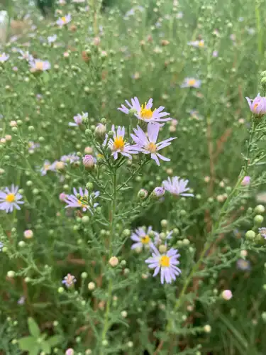 Foto dokumenter Symphyotrichum ascendens